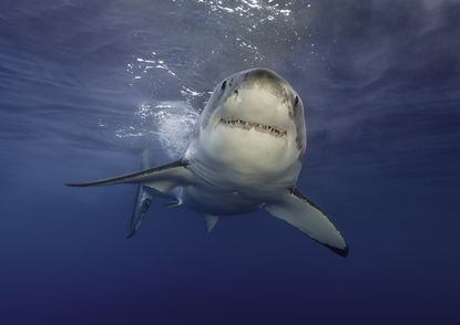 Underwater view of a great white shark during a cage diving trip at Guadalupe Island.