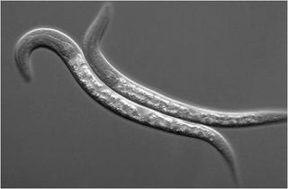 Caenorhabditis elegans, a ubiquitous species of nematode.