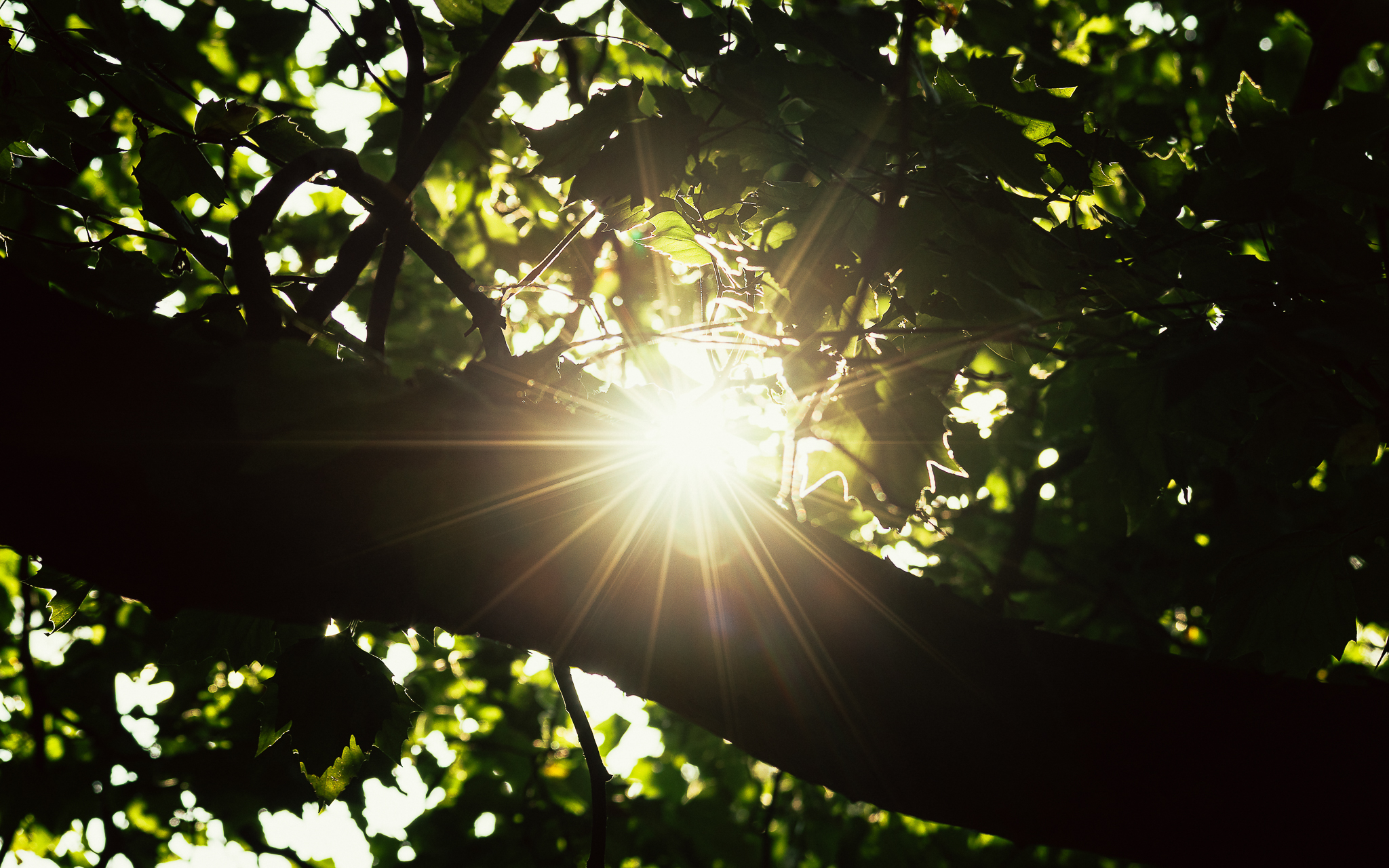 Sunlight filters through dense green leaves and branches, creating a radiant starburst effect