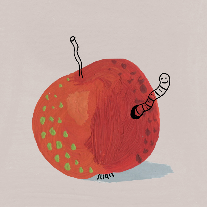 Colour illustration of a heritage apple