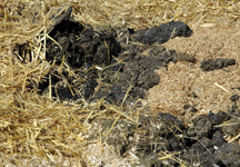 muckheap1-hr.jpg