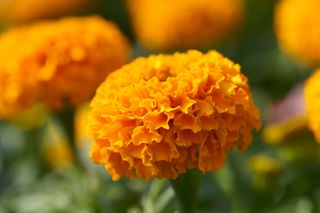 Close-up of marigold flower