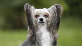 Chinese crested long-haired dog