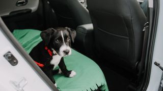 Puppy in car looking worried