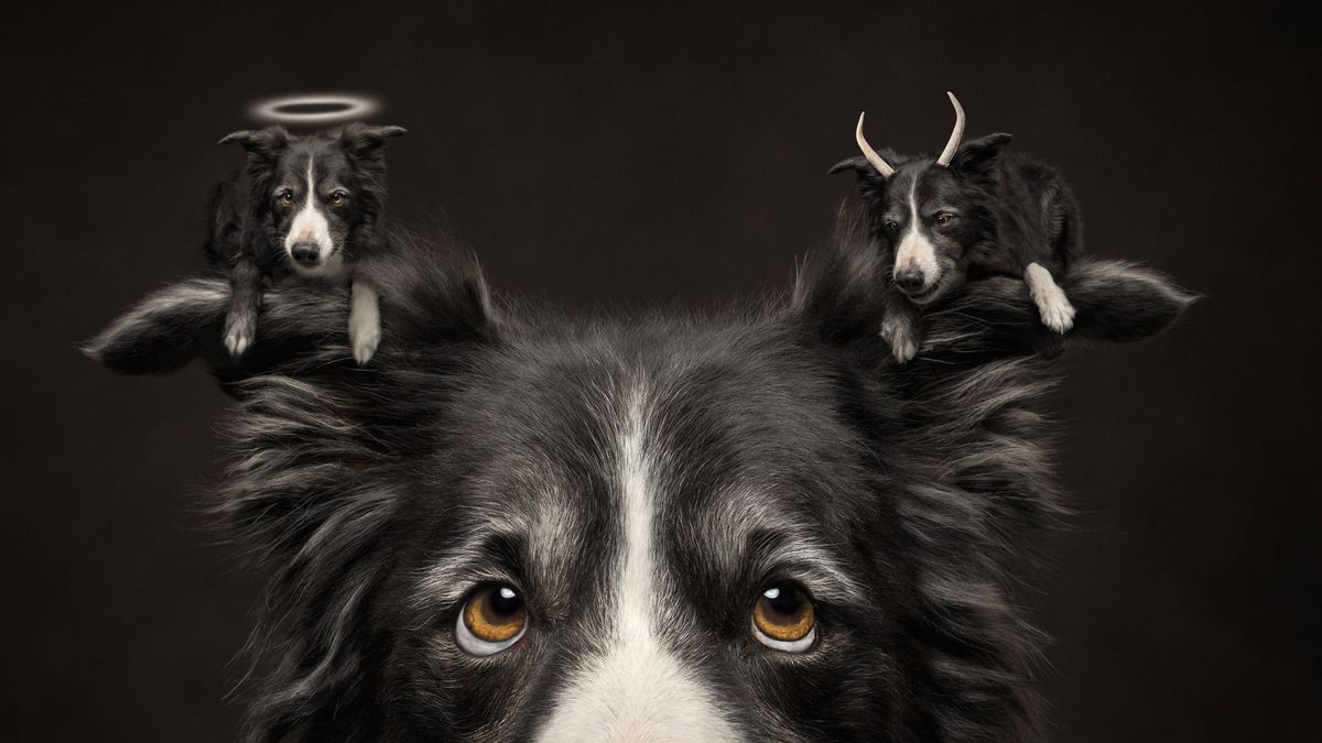 dog.