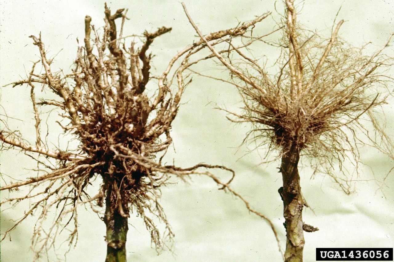 Nematodes On Plant Roots