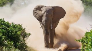 AI image of elephant