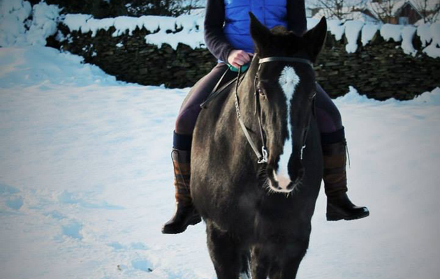 horses in the snow