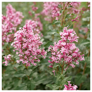 A close-up of a pink lilac shrub