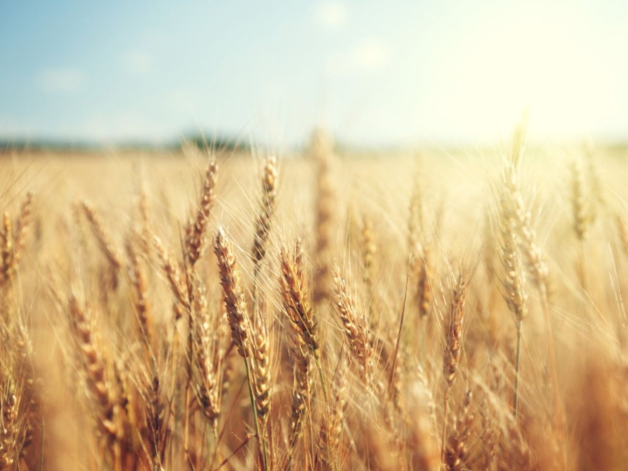 A Field Of Wheat