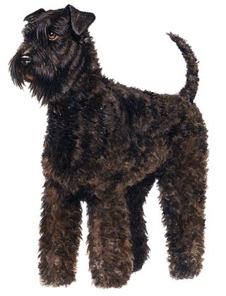 Kerry Blue terrier