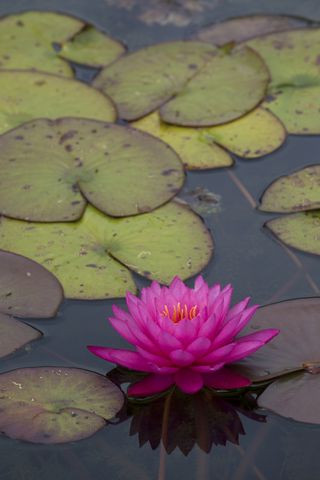 wildlife garden pond