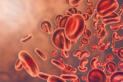 Red blood cells.