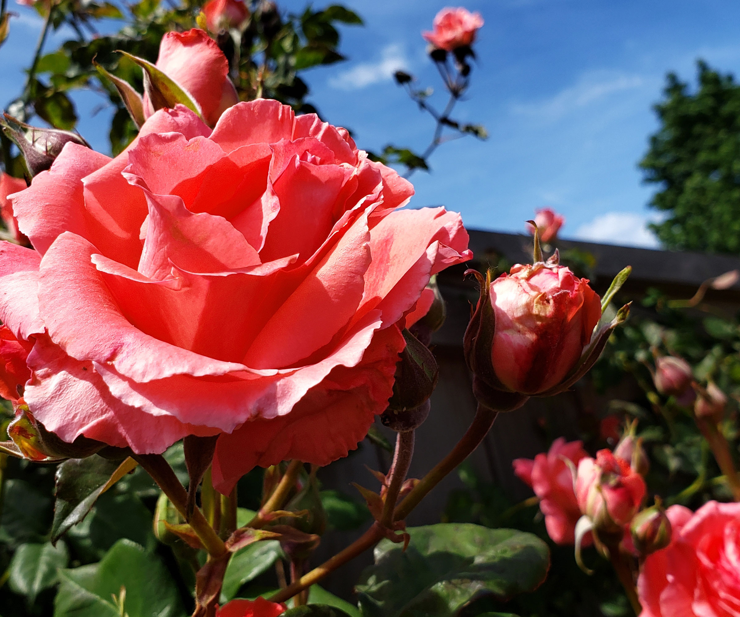 rose America climbing rose in full bloom