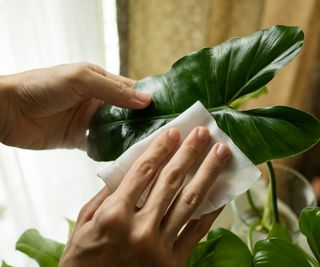 Clean Philodendron leaf with tissue paper
