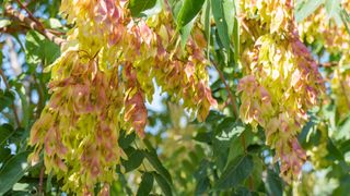 A tree of heaven, one of the plants that can attract spotted lanternflies