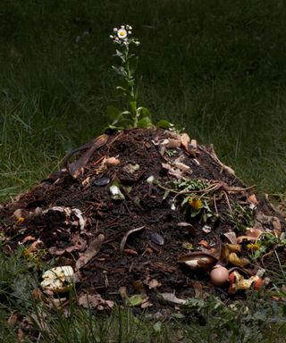 A dark brown compost pile with a white flower growing out the top of it, on a field of dark green grass