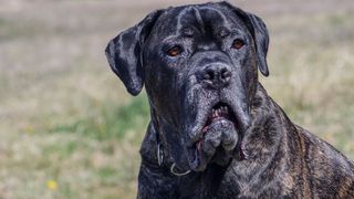 obedient large dog breed