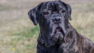 Obedient large dog breed