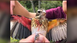 The grosbeak displayed male coloration on the right side of its body, while female coloration dominated on the left side.