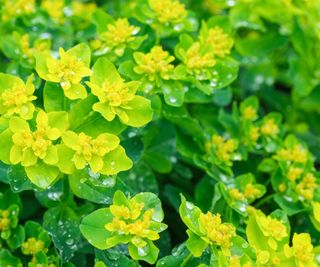 Cushion Spurge, Euphorbia polychrome