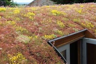 A green roof consisting of a diverse range of sedum plants
