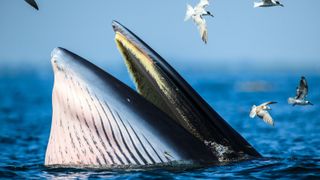 A Bryde's whale scooping up food at the surface