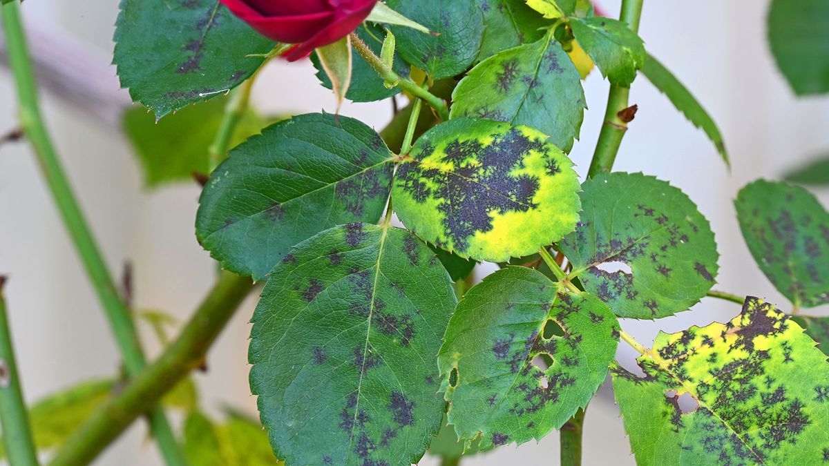 What causes spots on roses and how to get rid of them — according to
