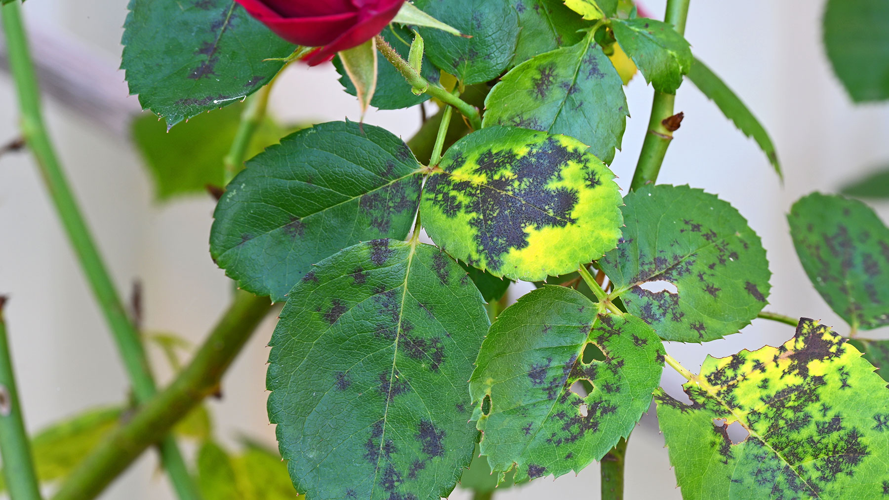 Black spot showing on rose foliage