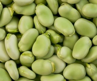 Up close picture of podded fava beans