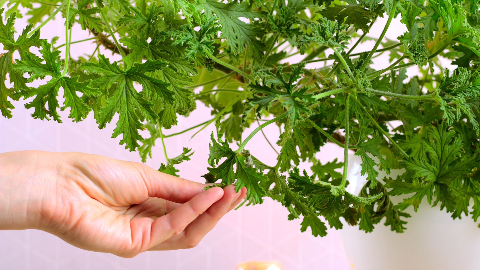 pelargonium citronella in large pot being touched by hand
