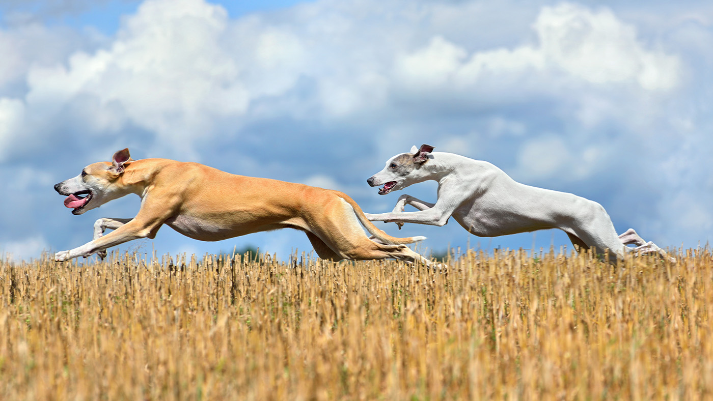 Greyhounds chasing something out of shot
