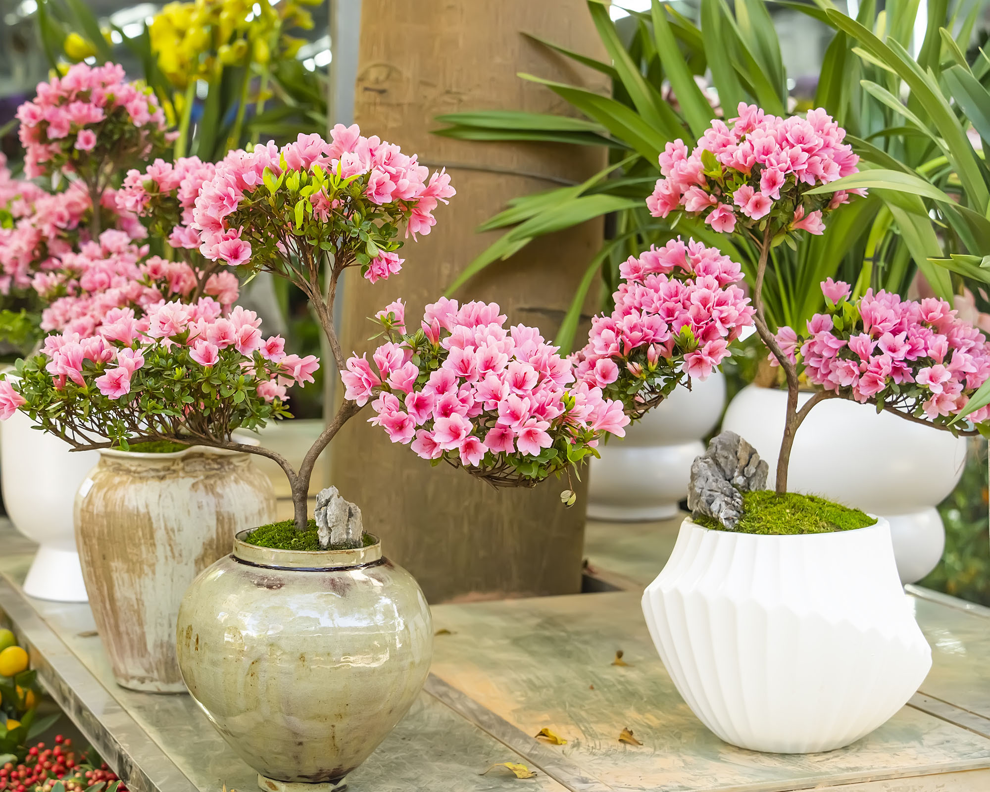 Pink azalea bonsai plants on display in the garden