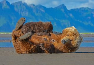 'Diepause, grizzly bear with young' by Knud Fuusgaard