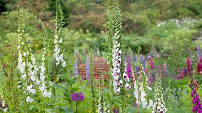 Planting foxgloves in a garden with other flowers