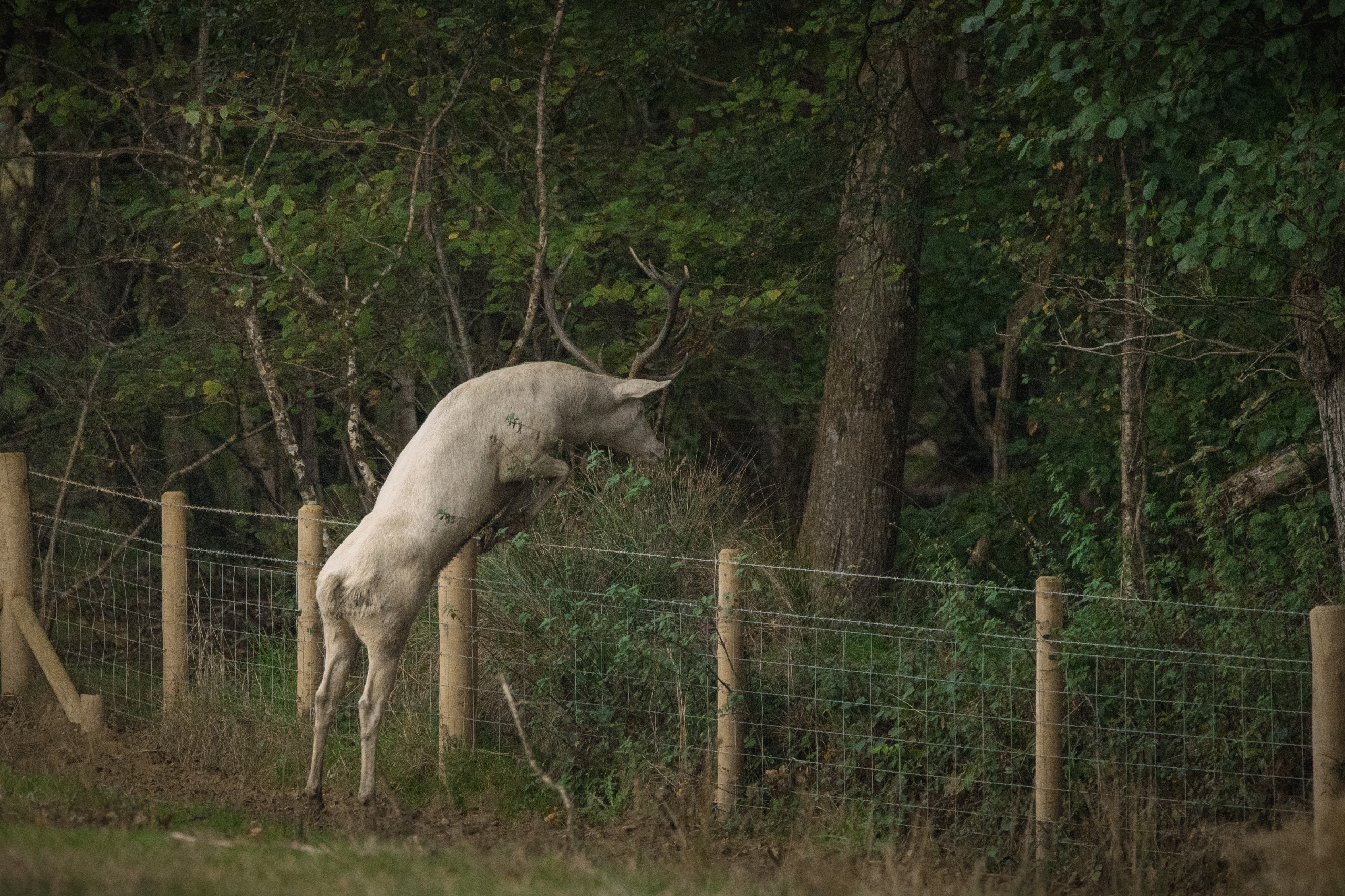 A photograph by Brian Johnston of a rare albino male red deer
