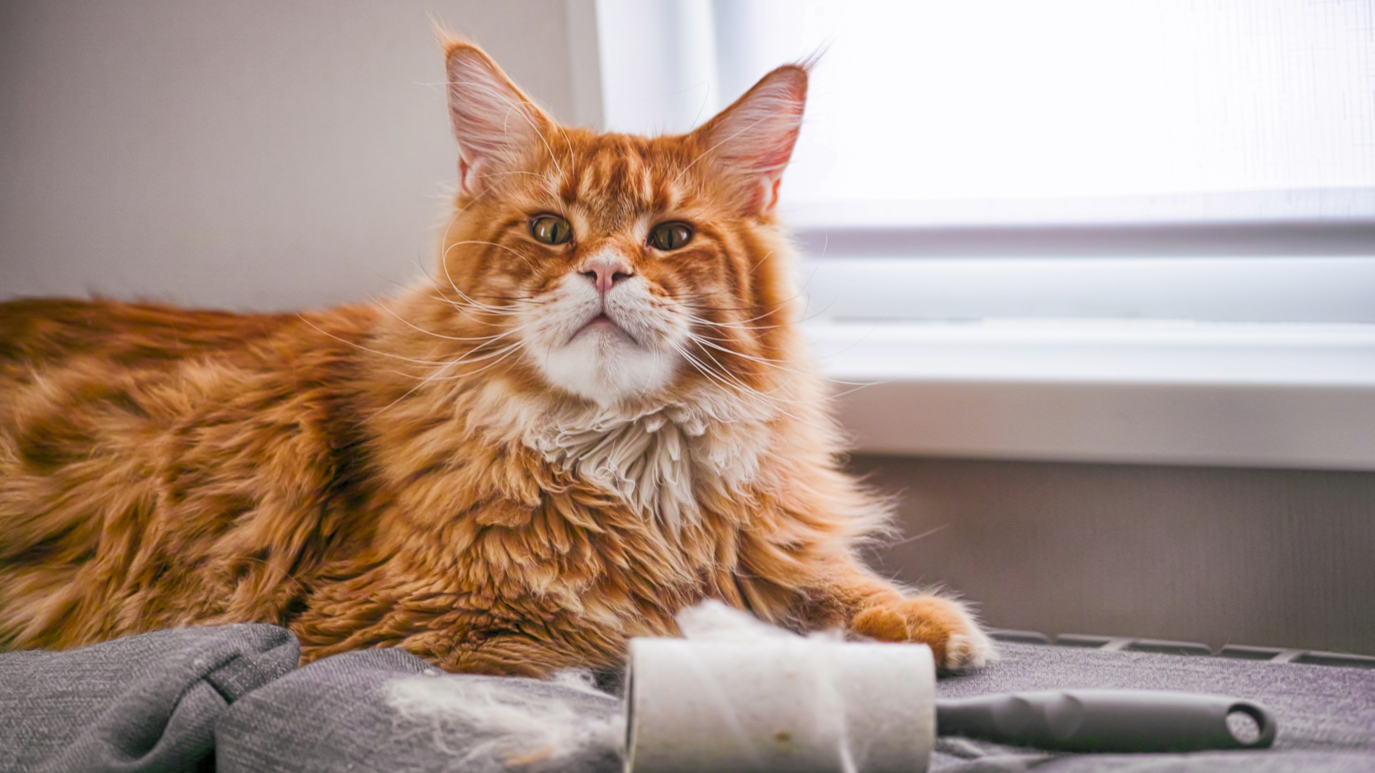 Maine Coon
