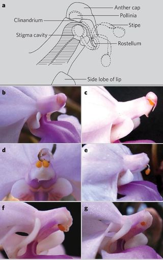 Little Orchid Fuck