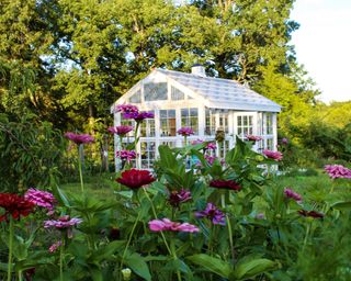 Gorgeous Victorian style greenhouse in a garden of zinnia