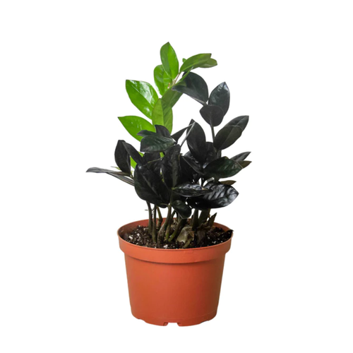 Black Raven Zz Plant