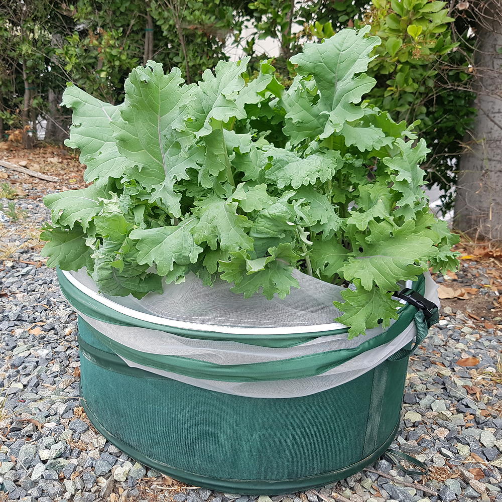 vegebag with veggies