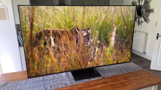 The TCL 65C845K TV on a table in a white-walled room. On screen is a tiger stalking through long grass.