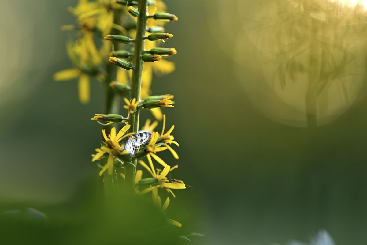 Closeup of a butterfly on a yellow flower at golden hour with circular bokeh in background
