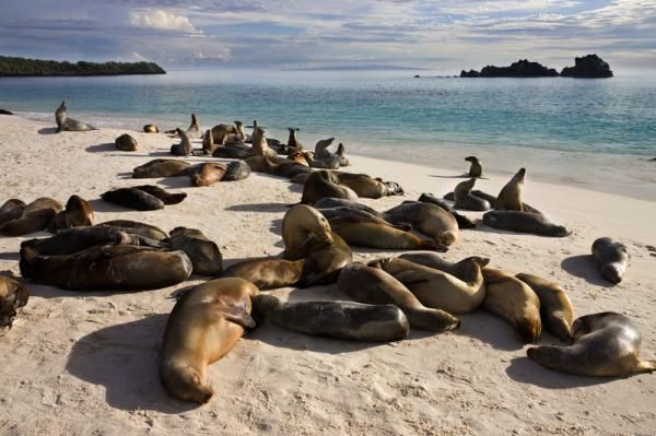 Where are all the missing Sea Lions? Scientists say they'll be back soon