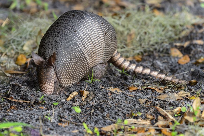 A nine-banded armadillo