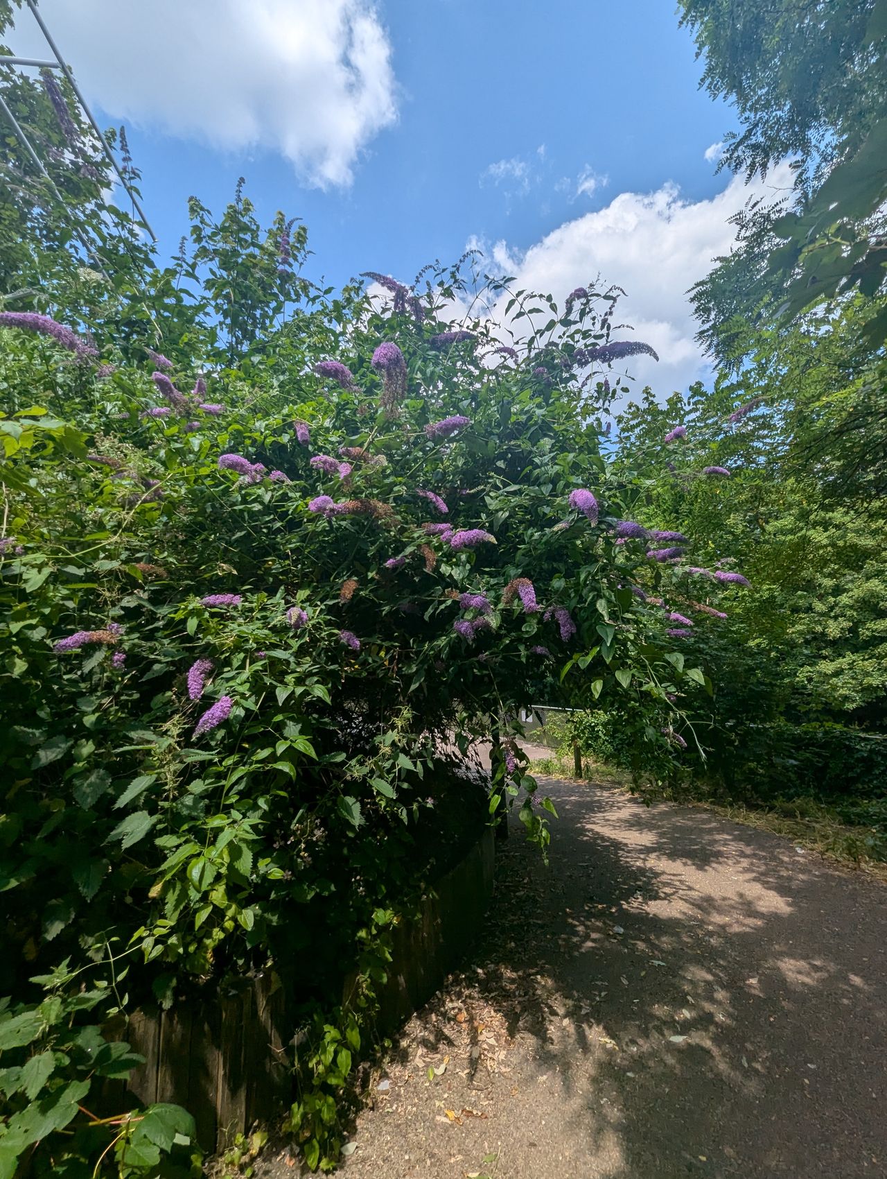 An ultra-wide photo of purple flowers on a tree taken with a Google Pixel 7 Pro
