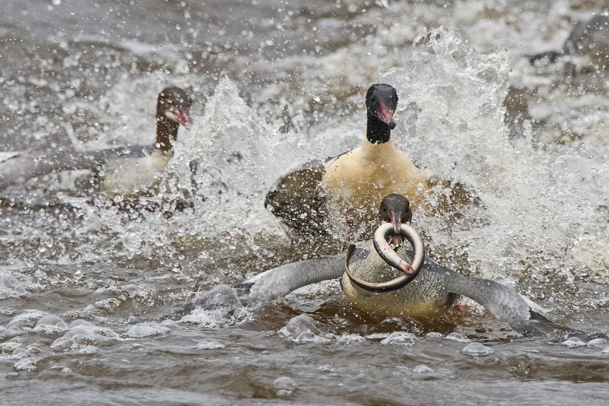 The 10fps burst shooting speed means the D500 is great for action