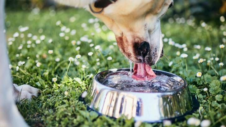 dog drinking a lot of water