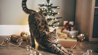 Cat stretching in front of Christmas decorations