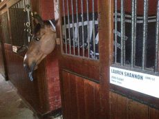Zero Flight in his stable at Badminton